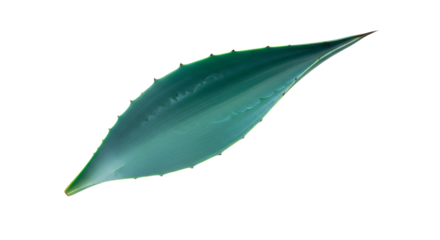 A close-up, detailed view of a vibrant green agave leaf, showcasing its spiky edges and succulent texture