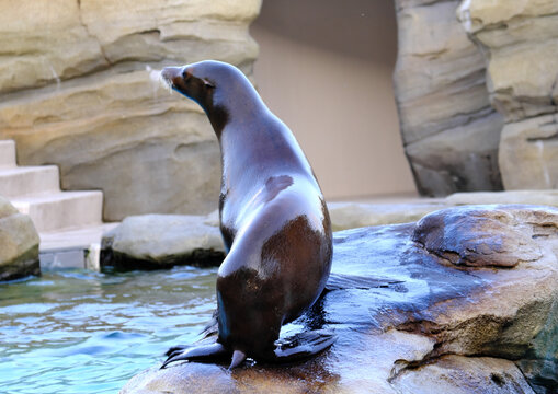 動物園（水族館）でのアシカのユーモラスなポートレート｜水辺の動物の愛らしい表情