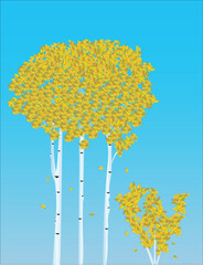 Birch Trees in Autumn
