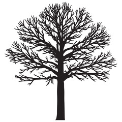 Obraz premium Silhouette of a bare tree in winter