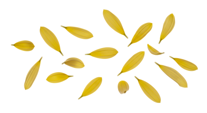 Delicate yellow daisy petals scattered across a pristine white surface, creating a beautiful and abstract floral arrangement for a natural concept