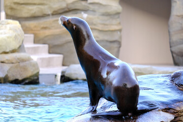 動物園（水族館）でのアシカのユーモラスなポートレート｜水辺の動物の愛らしい表情