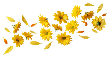 A captivating arrangement of golden yellow flowers and scattered petals in mid-air, illustrating movement and lightness against a pure white backdrop, perfect for themes of nature and freshness