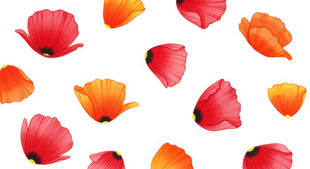 Vibrant Floral Pattern Red and Orange Poppy Flower Petals Scattered on White Background
