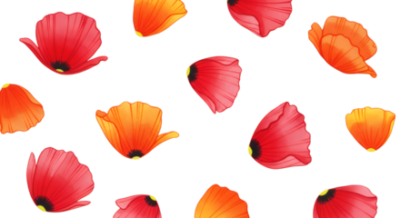 Vibrant Floral Pattern Red and Orange Poppy Flower Petals Scattered on White Background