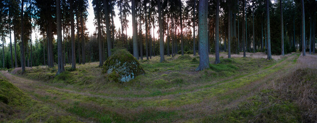Abendliches Waldwegpanorama