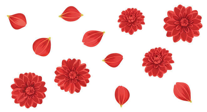 A scattered collection of vibrant red flower petals and blooms against a clean white background, evoking a sense of natural beauty and springtime