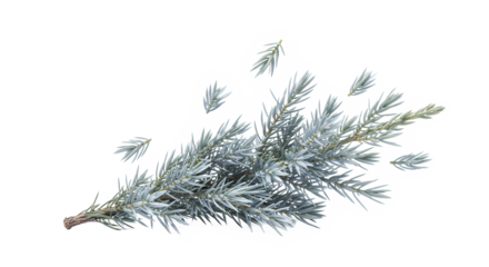 Silver Blue Spruce Branch Delicate Foliage for Nature-Inspired Designs