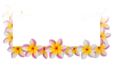 Obraz premium A beautiful rectangular frame of fresh tropical plumeria frangipani flowers isolated on a clean white background with empty copy space