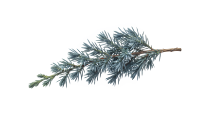 Vibrant Blue-Green Evergreen Juniper Branch Isolated on White Background, Highlighting Detailed Conifer Needles and Natural Texture for Holiday Decor or Botanical Designs