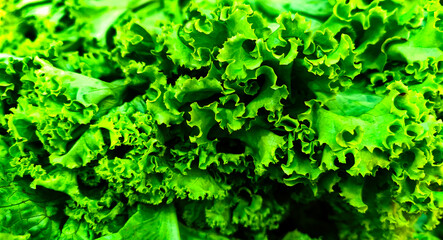 pile of fresh green curly lettuce vegetables