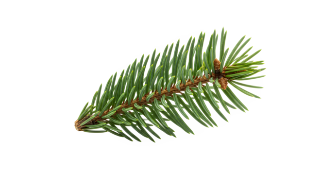 Vibrant Green Spruce Branch Isolated on White Background for Nature-Inspired Design