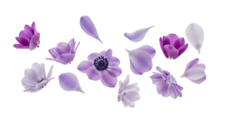 A beautiful composition of flying purple anemone flowers and delicate petals isolated on a clean white background