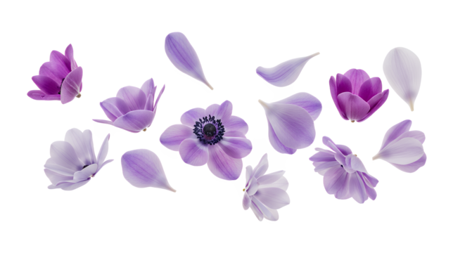 A beautiful composition of flying purple anemone flowers and delicate petals isolated on a clean white background