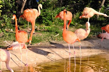 鮮やかなピンク色の羽を持つフラミンゴの群れ