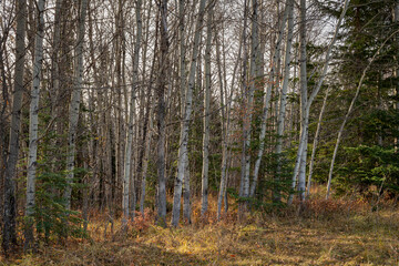 Backlit Aspen Stand without leaves