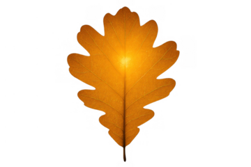 Oak leaf turning orange and yellow during autumn, representing fall season transition and nature's changing colors on transparent background