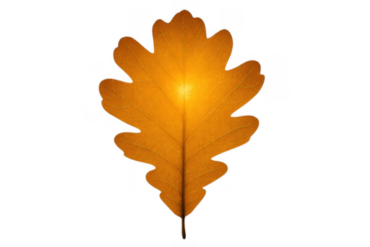 Oak leaf turning orange and yellow during autumn, representing fall season transition and nature's changing colors on transparent background