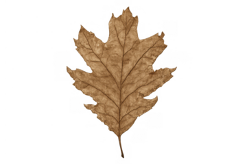 Dry brown oak leaf showing fall season, autumn nature, and natural decline with transparent background
