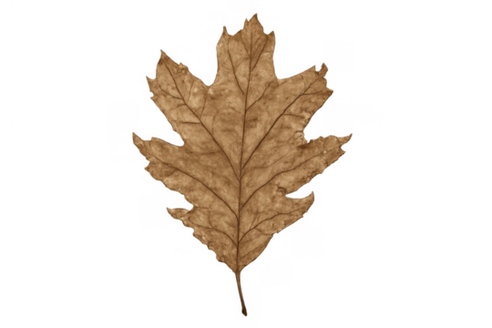Dry brown oak leaf showing fall season, autumn nature, and natural decline with transparent background