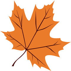 autumn maple leaf
