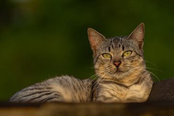 Beautiful cat relaxing on a bench