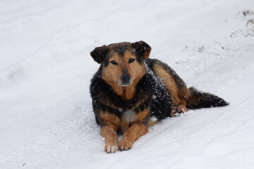 Frozen stray dog in the snow in winter