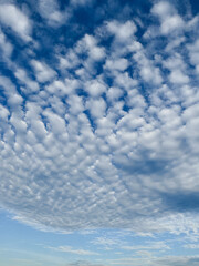 Fototapeta premium Rippling Altocumulus Clouds in Blue Sky