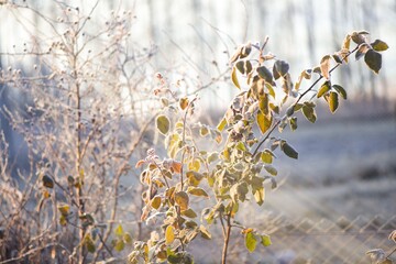 a flower bush covered with ice due to the cold