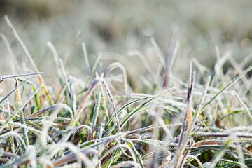 frozen green grass on an autumn day