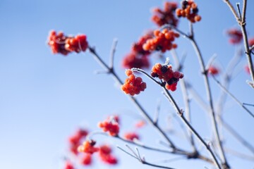 frozen red row on a tree