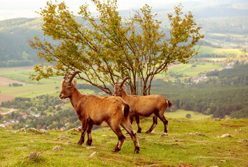 Two wild alpine ibexes standing on a mountain slope in Austria