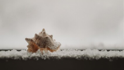 Seashell on a Snowy Surface - A Winter Beach Scene.