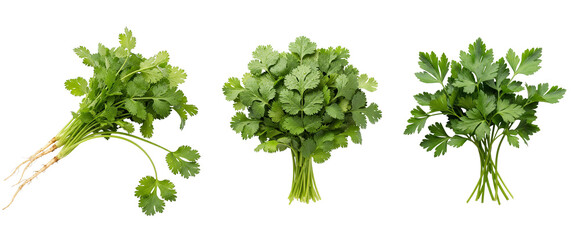 Fototapeta premium bunch of fresh green asparagus
