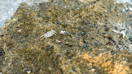 A crab perches on a rock at the beach, displaying its textured shell and natural coastal habitat.