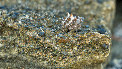 A seashell rests on a stone at the beach, showcasing its spiral form and natural coastal textures.