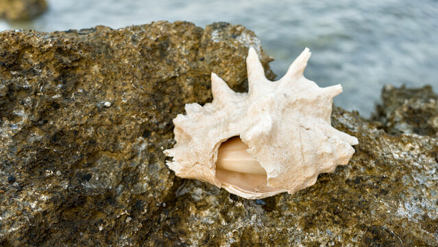 A slightly damaged shell of a giant spider conch (Lambis truncata) rests on a light surface, showing its textured ridges and natural wear.