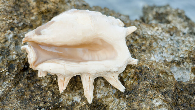 A slightly damaged shell of a giant spider conch (Lambis truncata) rests on a light surface, showing its textured ridges and natural wear.