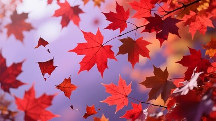 Fototapeta premium Golden autumn sunlight illuminates a cascade of vibrant red and orange maple leaves falling against a soft, colorful background