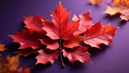 Fototapeta premium Vibrant Red Maple Leaves on a Purple Background