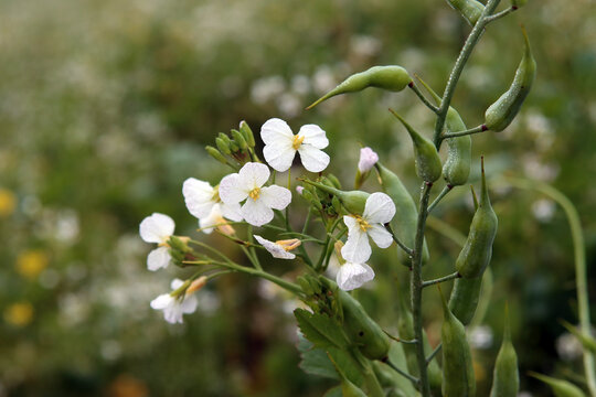 Schoten und Bl&uuml;ten des Acker-Rettichs