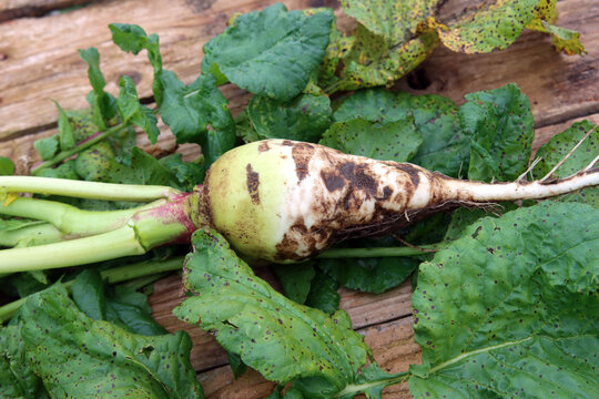 Die Frucht und die Bl&auml;tter des Acker-Rettichs