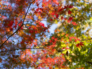 鮮やかな赤色の紅葉