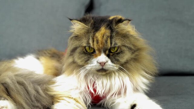 Fluffy Persian cat with long fur resting on gray couch, showcasing striking yellow eyes and calm demeanor, embodies serene atmosphere while appearing relaxed and slightly annoyed