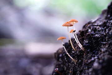Macro view of tiny mushrooms with slender stems and brown caps growing on decaying wood.