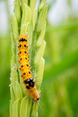Macro shot of a vibrant caterpillar resting on a young rice ear in a natural field.