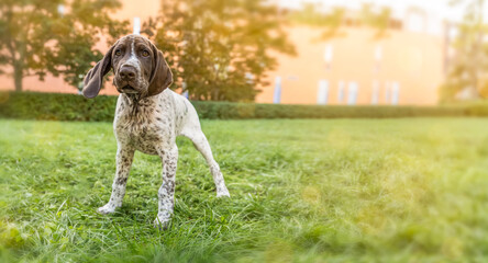 Curious puppy standing on green grass in park with copy space