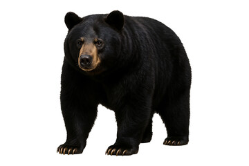 Fototapeta premium Majestic Black Bear Stance Isolated on a Transparent Background