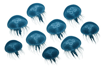 Blue jellyfish swimming, ocean life, transparent background for deep sea or marine biology concepts
