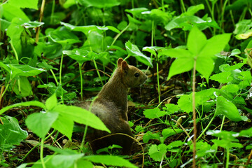 茂みの中のエゾリス